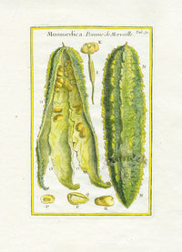 Rei Herbariae by Pitton de Tournefort Momordica - Panteek Antique Prints