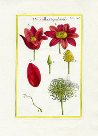 Rei Herbariae by Pitton de Tournefort Pasque Flower - Panteek Antique Prints