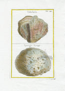Rei Herbariae by Pitton de Tournefort Tubularia, Sponge - Panteek Antique Prints