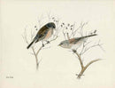 Rex Brasher Baird's, Guadalupe Junco - Panteek Antique Prints