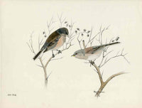 Rex Brasher Baird's, Guadalupe Junco - Panteek Antique Prints