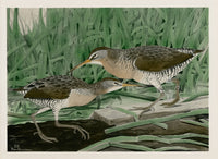 Rex Brasher Brewer Clapper Rail - Panteek Antique Prints