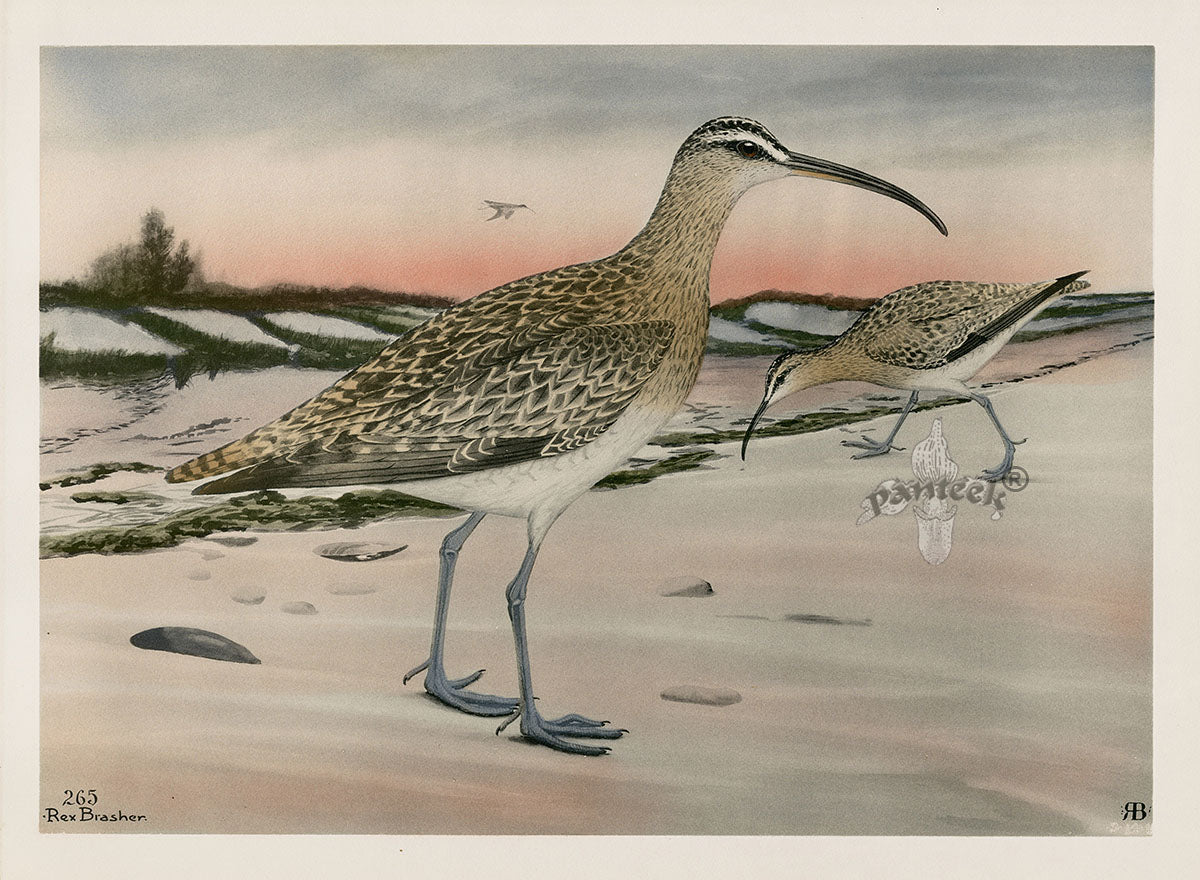 Rex Brasher Brewer Hudsonian Curlew