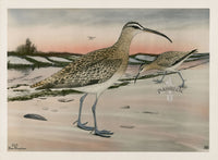 Rex Brasher Brewer Hudsonian Curlew - Panteek Antique Prints
