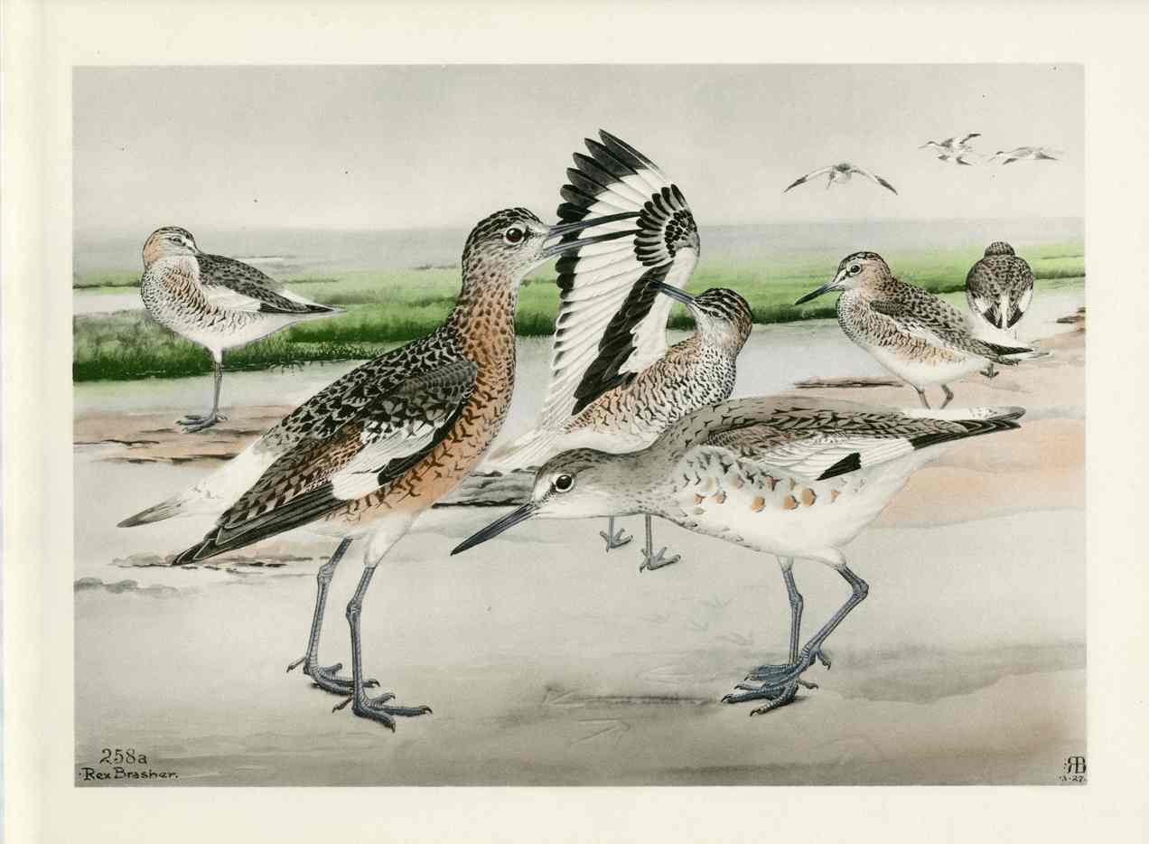 Rex Brasher Brewer Western Willet