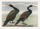 Rex Brasher Brewer White Crest Comorant - Panteek Antique Prints