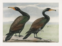 Rex Brasher Brewer White Crest Comorant - Panteek Antique Prints