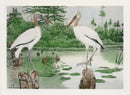 Rex Brasher Brewer Wood Ibis - Panteek Antique Prints