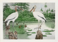 Rex Brasher Brewer Wood Ibis - Panteek Antique Prints