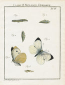 Roesel von Rosenhof Antique Insect Prints 1740 Cabbage White - Panteek Antique Prints