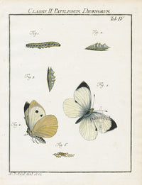 Roesel von Rosenhof Antique Insect Prints 1740 Cabbage White - Panteek Antique Prints