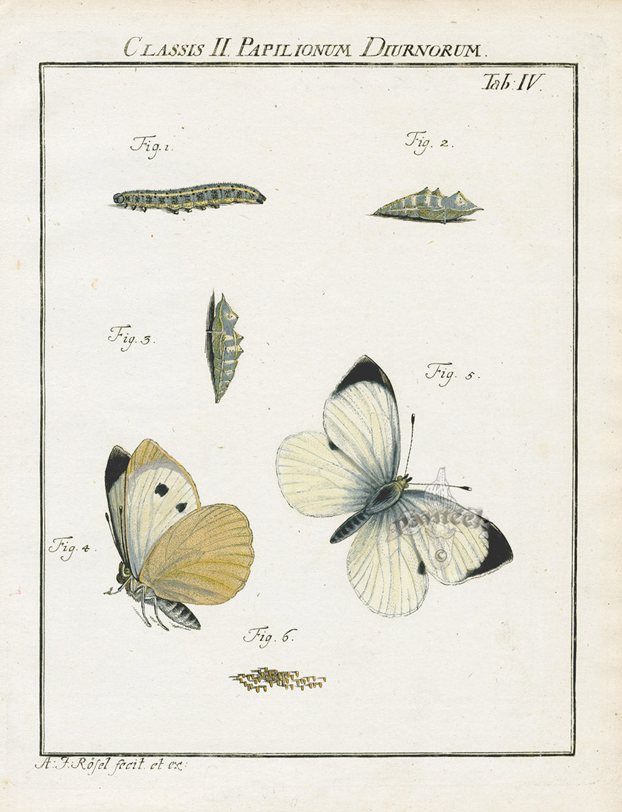 Roesel von Rosenhof Antique Insect Prints 1740 Cabbage White