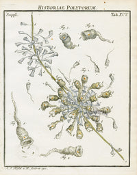 Roesel von Rosenhof Antique Insect Prints 1740 Campanula - Panteek Antique Prints