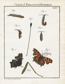 Roesel von Rosenhof Antique Insect Prints 1740 Comma - Panteek Antique Prints