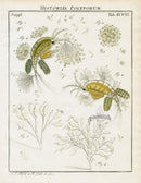 Roesel von Rosenhof Antique Insect Prints 1740 Crataegaria - Panteek Antique Prints