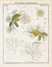 Roesel von Rosenhof Antique Insect Prints 1740 Crataegaria - Panteek Antique Prints