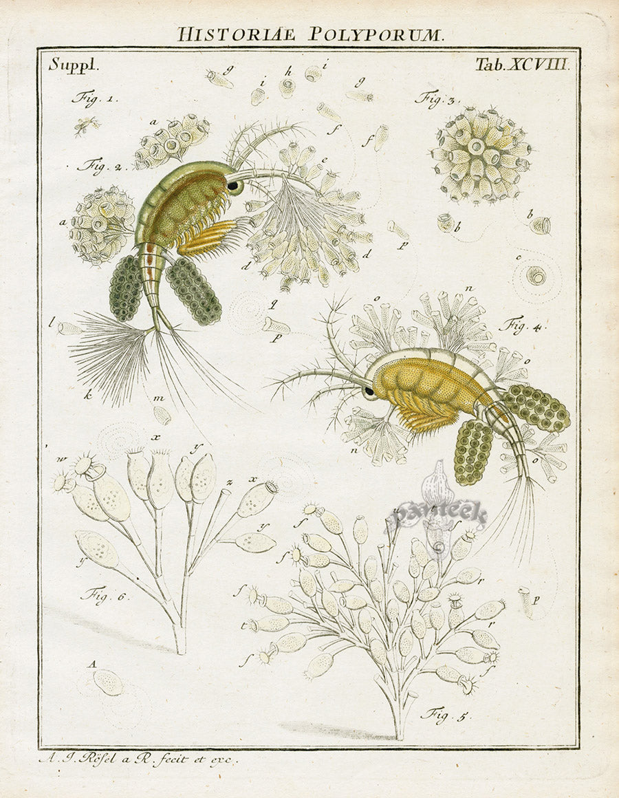 Roesel von Rosenhof Antique Insect Prints 1740 Crataegaria