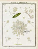 Roesel von Rosenhof Antique Insect Prints 1740 Epistylis flavicans - Panteek Antique Prints
