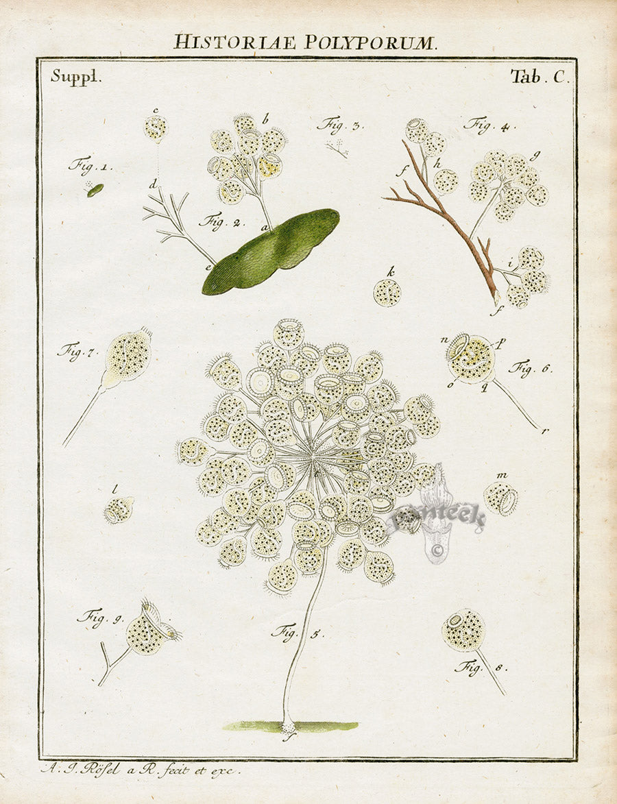 Roesel von Rosenhof Antique Insect Prints 1740 Epistylis flavicans