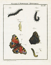 Roesel von Rosenhof Antique Insect Prints 1740 European Peacock - Panteek Antique Prints