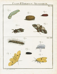 Roesel von Rosenhof Antique Insect Prints 1740 Footman Moth - Panteek Antique Prints