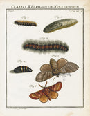 Roesel von Rosenhof Antique Insect Prints 1740 Fox Moth - Panteek Antique Prints