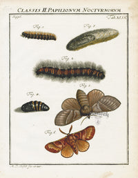 Roesel von Rosenhof Antique Insect Prints 1740 Fox Moth - Panteek Antique Prints