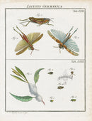 Roesel von Rosenhof Antique Insect Prints 1740 German Grasshopper - Panteek Antique Prints