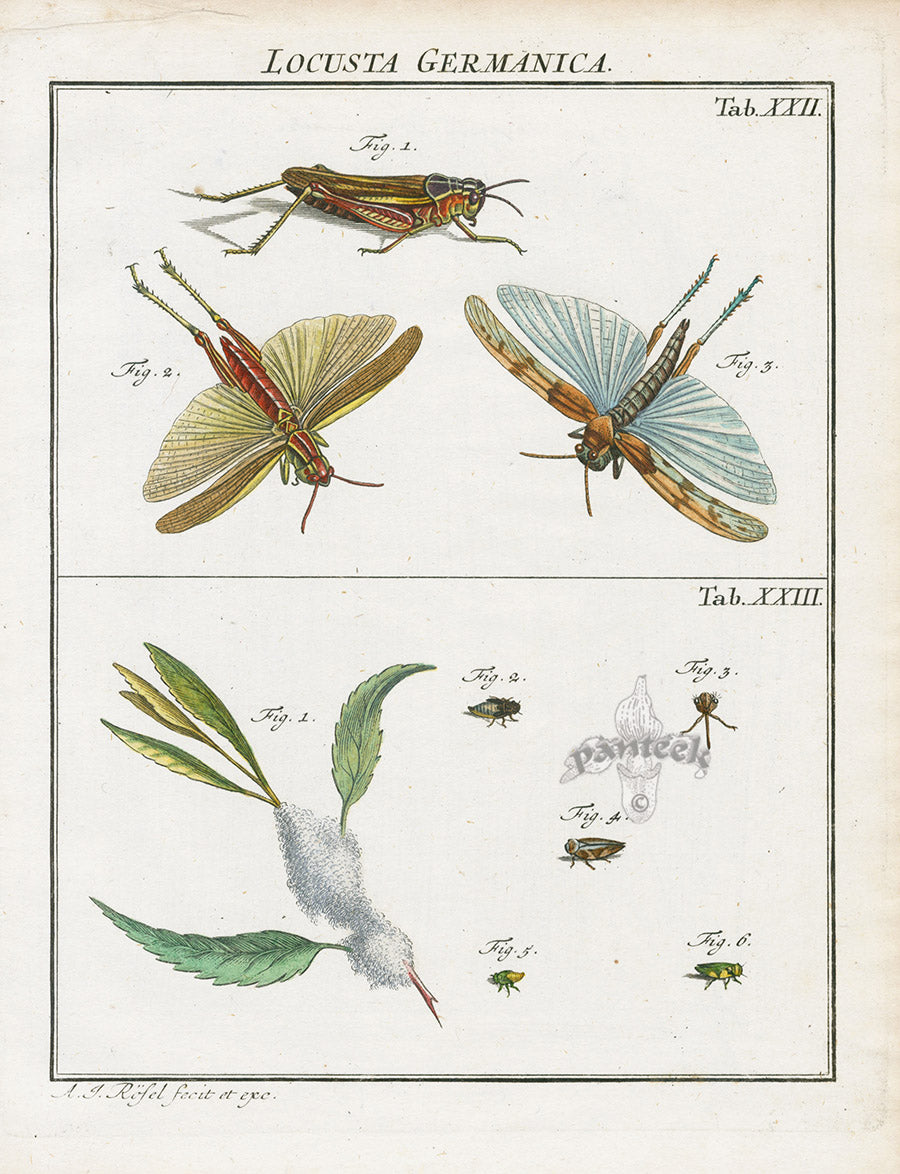 Roesel von Rosenhof Antique Insect Prints 1740 German Grasshopper