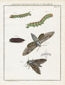 Roesel von Rosenhof Antique Insect Prints 1740 Hawk-moth - Panteek Antique Prints