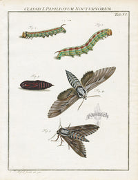 Roesel von Rosenhof Antique Insect Prints 1740 Hawk-moth - Panteek Antique Prints