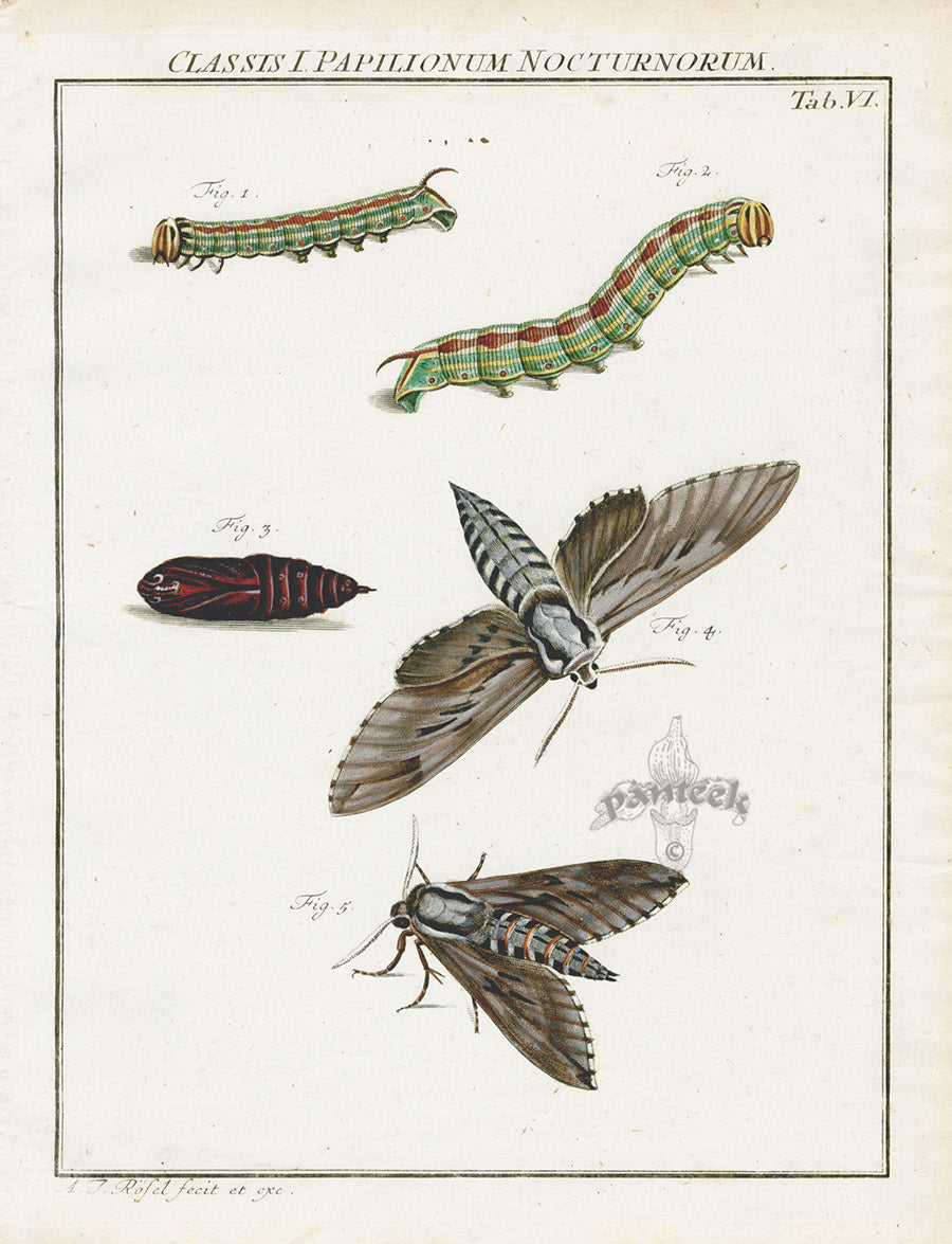 Roesel von Rosenhof Antique Insect Prints 1740 Hawk-moth
