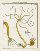 Roesel von Rosenhof Antique Insect Prints 1740 Hydra - Panteek Antique Prints