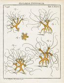 Roesel von Rosenhof Antique Insect Prints 1740 Hydra viridis - Panteek Antique Prints