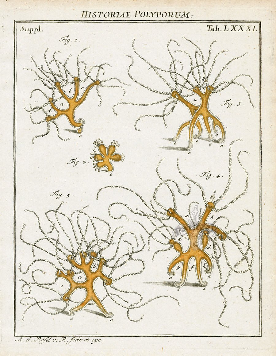 Roesel von Rosenhof Antique Insect Prints 1740 Hydra viridis