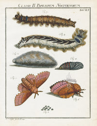 Roesel von Rosenhof Antique Insect Prints 1740 Lappet - Panteek Antique Prints
