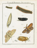 Roesel von Rosenhof Antique Insect Prints 1740 Lappet Moth - Panteek Antique Prints