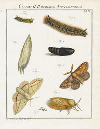 Roesel von Rosenhof Antique Insect Prints 1740 Lappet Moth - Panteek Antique Prints