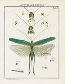 Roesel von Rosenhof Antique Insect Prints 1740 Locusts - Panteek Antique Prints