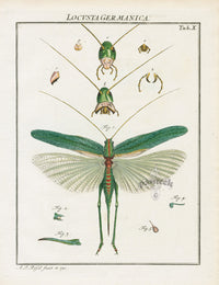 Roesel von Rosenhof Antique Insect Prints 1740 Locusts - Panteek Antique Prints