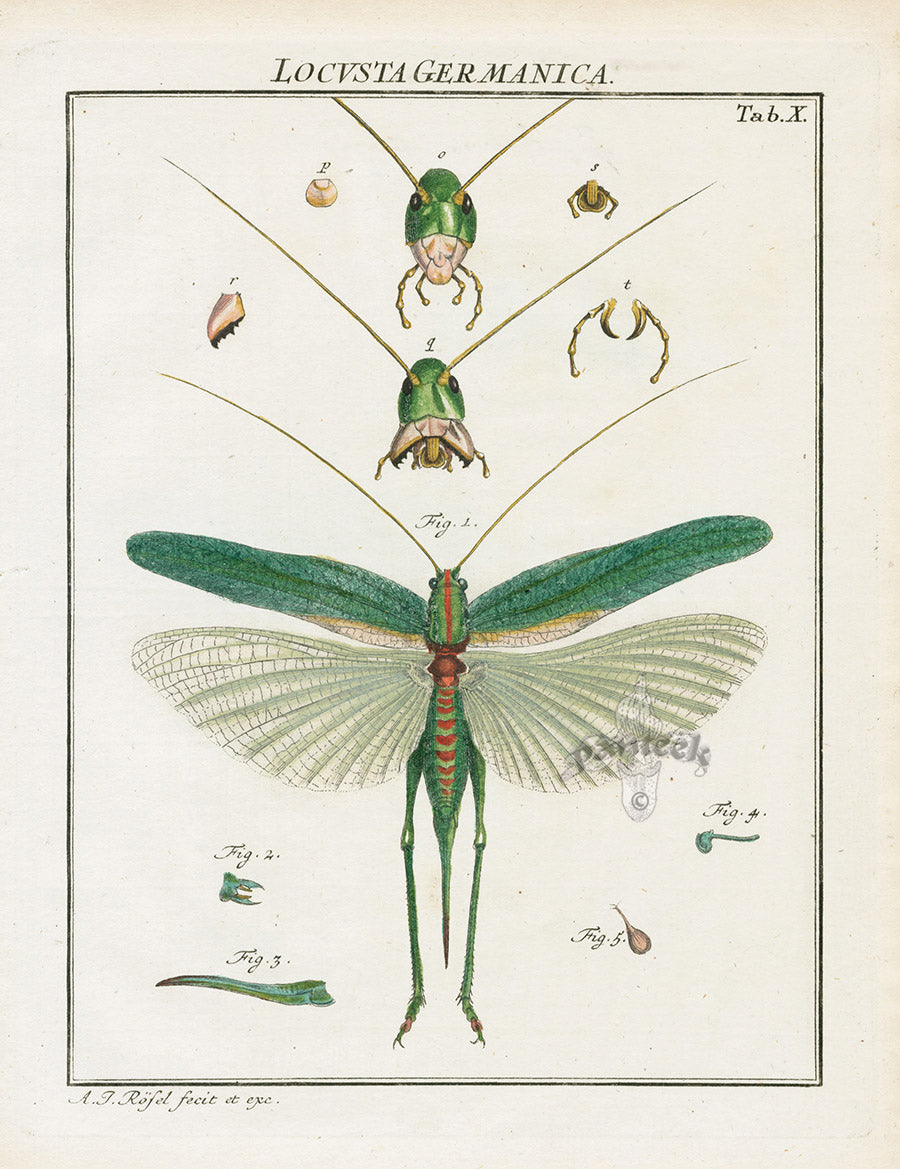Roesel von Rosenhof Antique Insect Prints 1740 Locusts