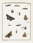 Roesel von Rosenhof Antique Insect Prints 1740 Map Butterfly - Panteek Antique Prints