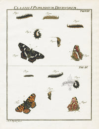 Roesel von Rosenhof Antique Insect Prints 1740 Map Butterfly - Panteek Antique Prints