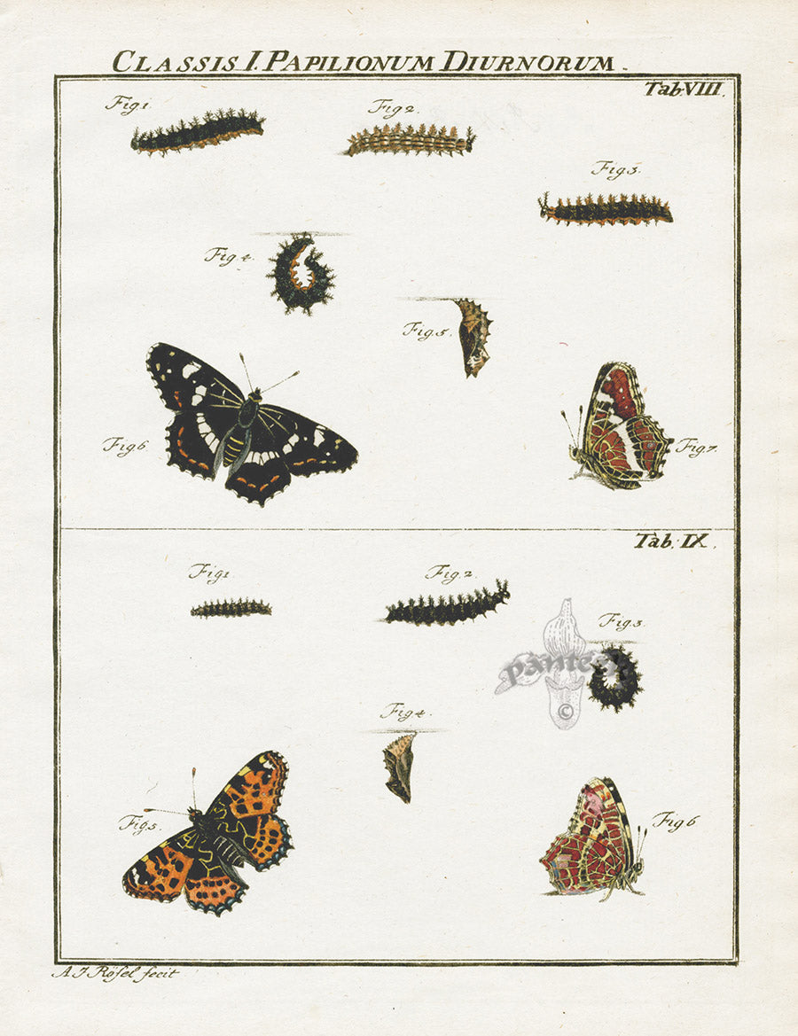 Roesel von Rosenhof Antique Insect Prints 1740 Map Butterfly