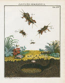Roesel von Rosenhof Antique Insect Prints 1740 Mole Crickets - Panteek Antique Prints