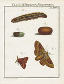 Roesel von Rosenhof Antique Insect Prints 1740 Oak Eggar Moth - Panteek Antique Prints