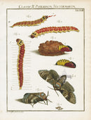 Roesel von Rosenhof Antique Insect Prints 1740 Oakleaf Moth - Panteek Antique Prints