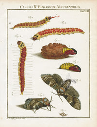 Roesel von Rosenhof Antique Insect Prints 1740 Oakleaf Moth - Panteek Antique Prints
