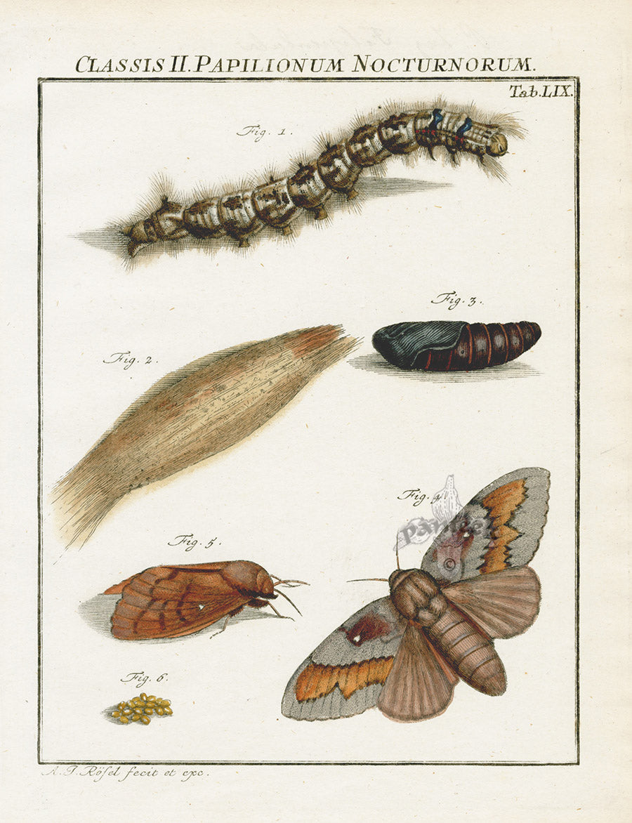 Roesel von Rosenhof Antique Insect Prints 1740 Pine Tree Lappet