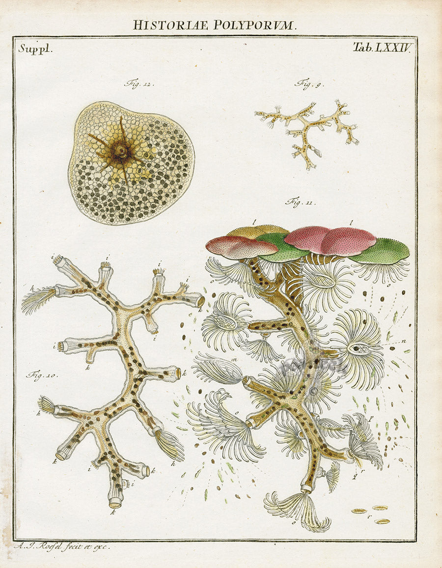 Roesel von Rosenhof Antique Insect Prints 1740 Plumatella repens